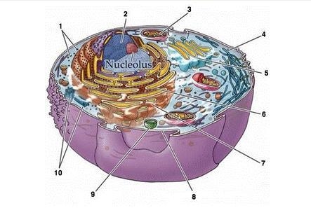 Can SOMEONE tell me where the heck the RIBOSOMES are in this pic cuz I never payed-example-1