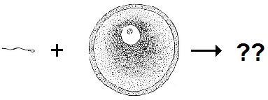 Fertilization is a process that occurs during sexual reproduction. During fertilization-example-1