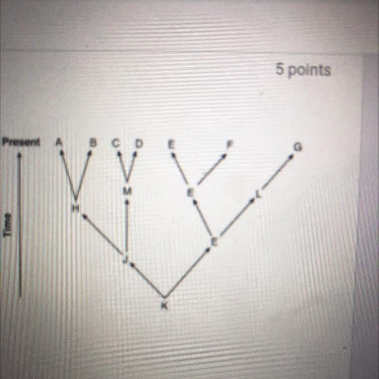 6. The diagram to the right represents evolutionary pathways of seven groups of organisms-example-1