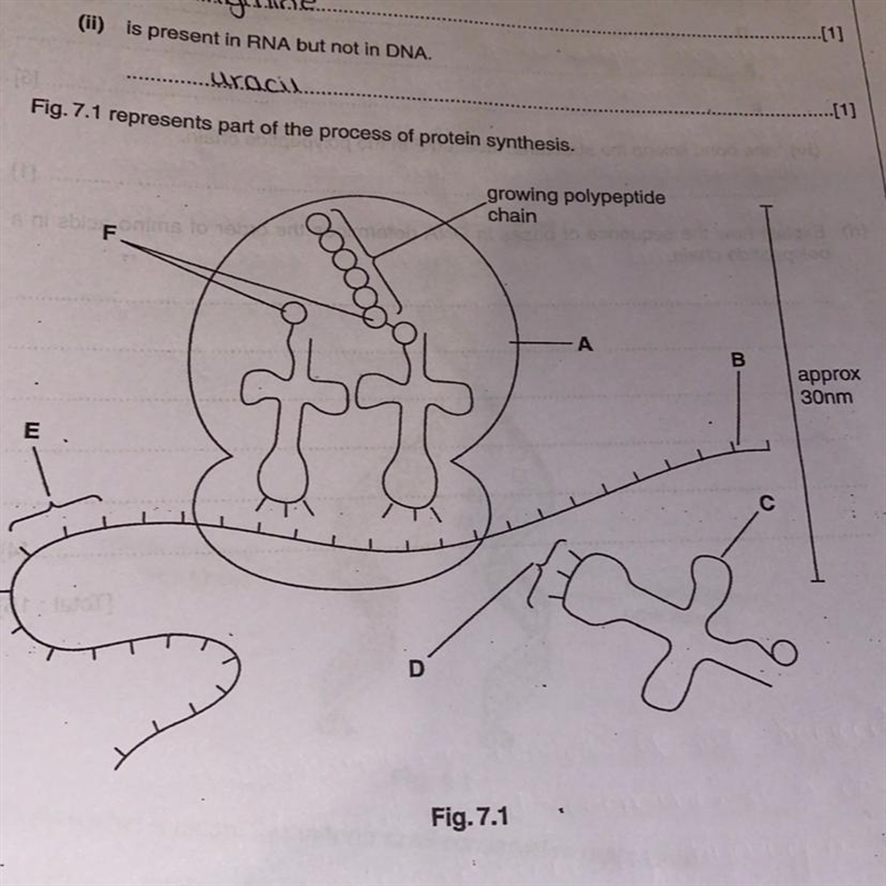 Photo attached, what structures are A-F please help-example-1