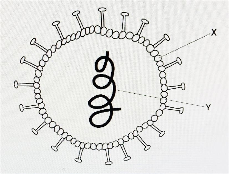 Plz help what is the name of x and y-example-1