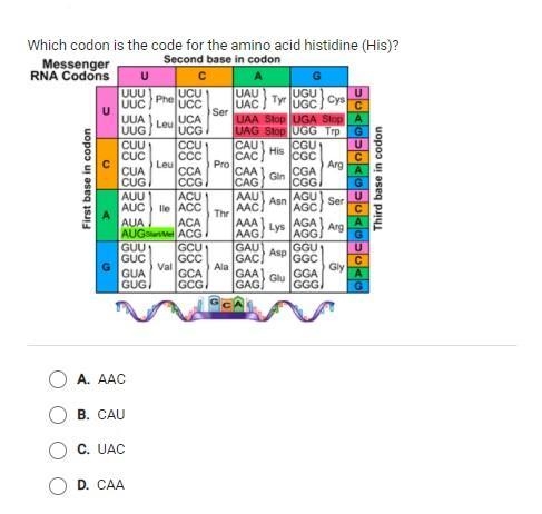 Which codon is the code for the amino acid histidine? (His)-example-1