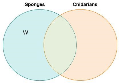 Sinead drew a Venn diagram to compare sponges and cnidarians. Which label belongs-example-1