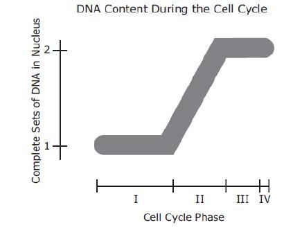 The model represents the change in the DNA content of a cell during the cell cycle-example-1