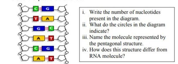 Biology. Structure of DNA​-example-1