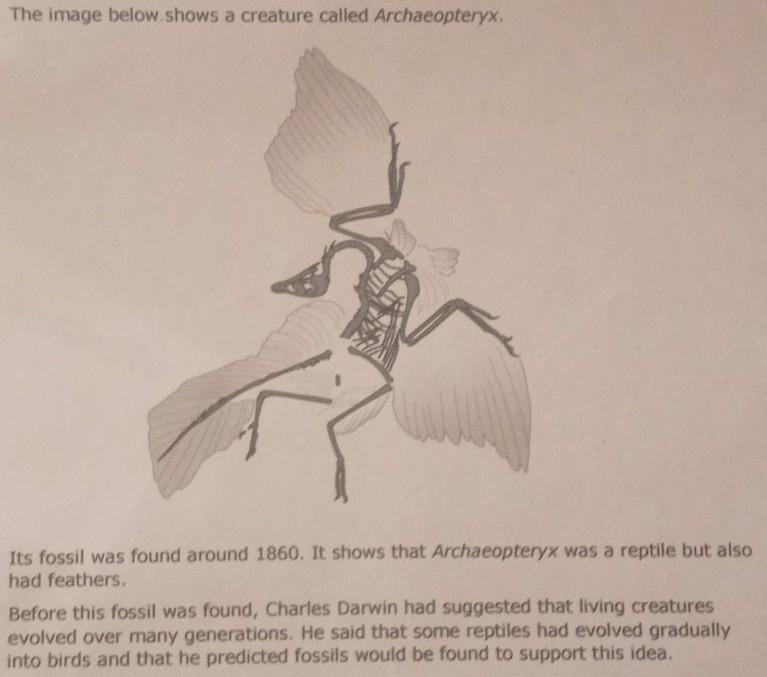 Does the fossil of Archaeopteryx support Darwin's idea? Explain your answer. (look-example-1