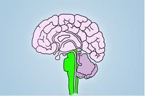 What part of the brain is highlighted in the diagram below? A. Brain stem B. Pituitary-example-1