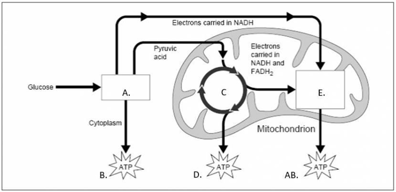 How many ATP are produced between all parts on this diagram? A) 2 B) 4 C) 20 D) 36-example-1