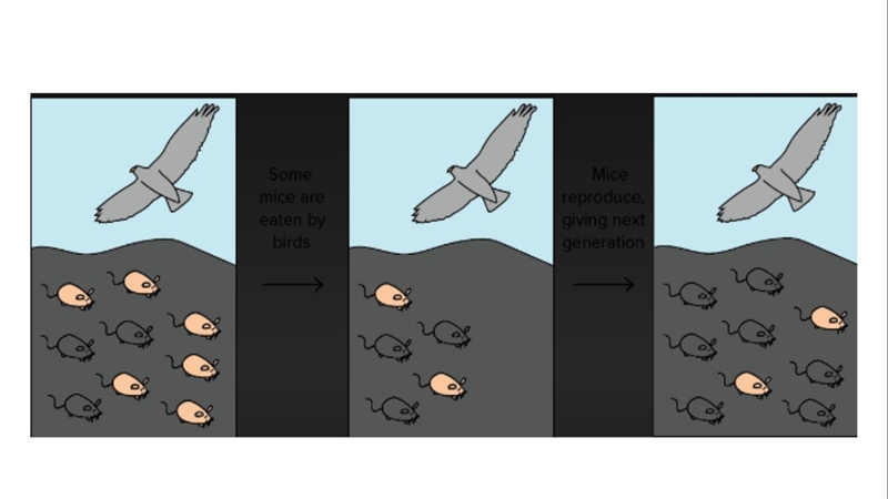 Explain why the grey mice have a higher fitness. Cite evidence from the diagram to-example-1