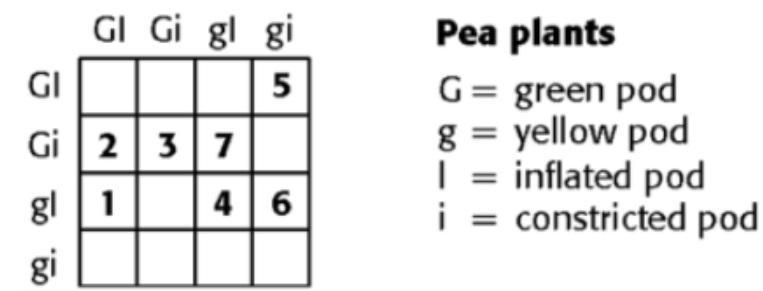 The Punnett square shown below shows a cross between the P generation. The genotype-example-1