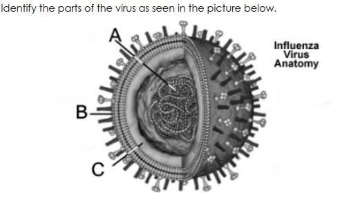 Identify the parts of the virus as seen in the image attached-example-1