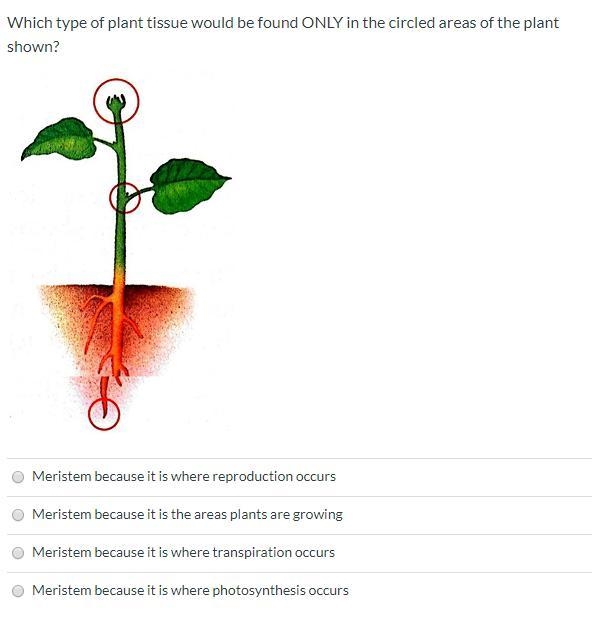 Help plz im stuck with this plant question.-example-1