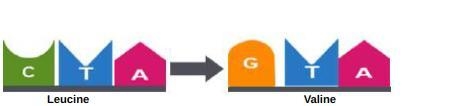 Identify the types of point mutations depicted.-example-1