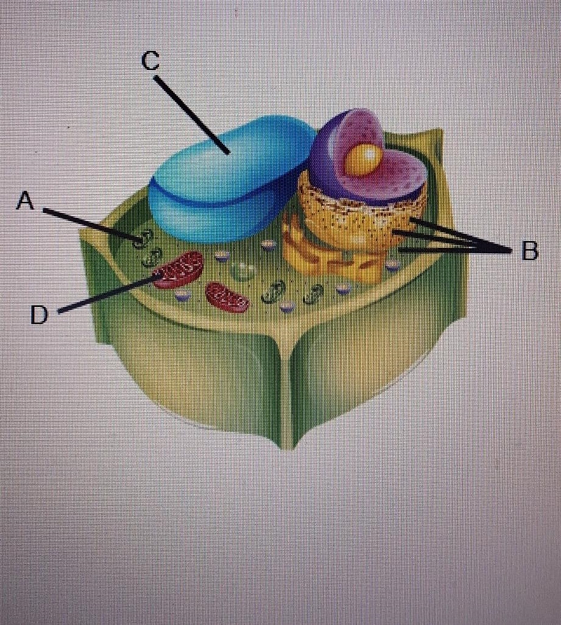 Le Which two structures produce energy that cells can use? A and B, B and C, C and-example-1