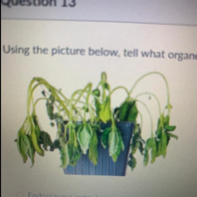 Using the picture below, tell what organelle has shrunk in this plant O Endoplasmic-example-1