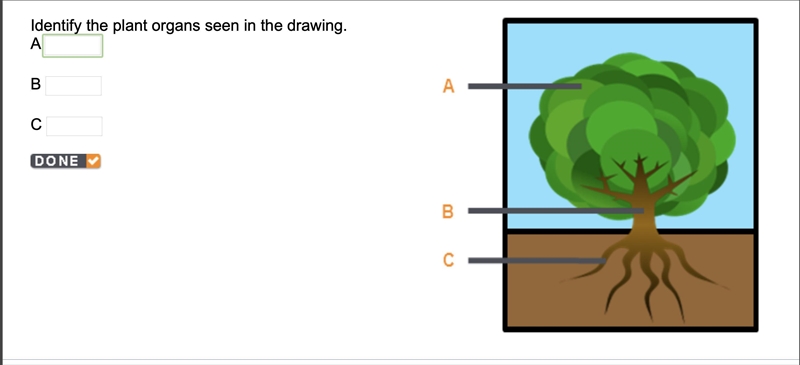 Identify the plant organs seen in the drawing. A B C-example-1