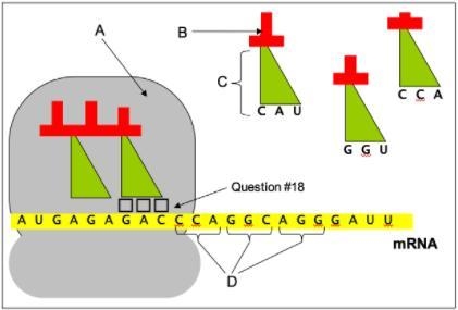 What are the letters of the anticodon that should be in the three boxes labeled “Question-example-1