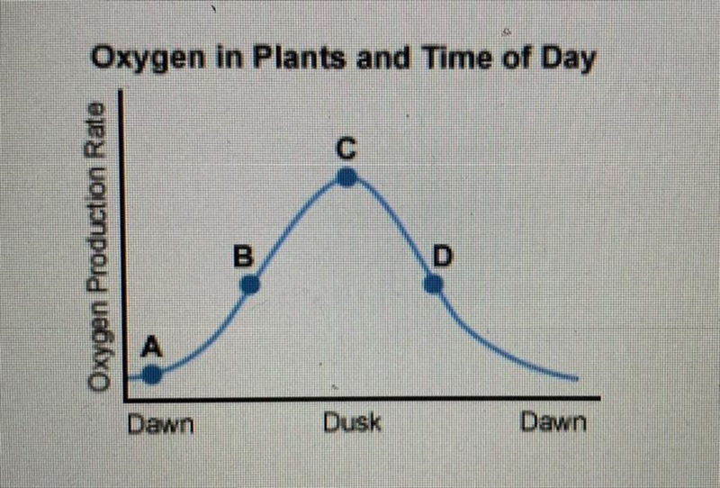 According to the graph below, at which point is the plant preforming the most photosynthesis-example-1