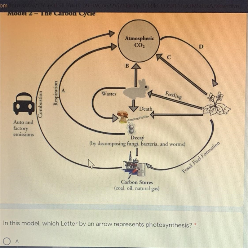 PLS HELPPP: in this model which letter by an arrow represents photosynthesis.-example-1