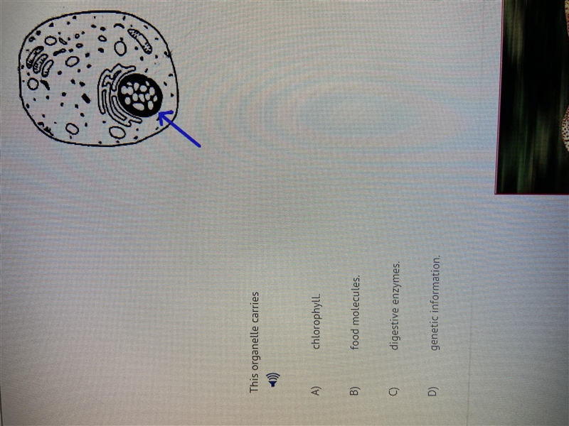 This organelle carries which ??-example-1