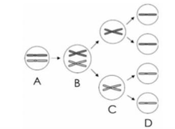 How should the model be labeled to describe the chromosomes during meiosis? A B C-example-1