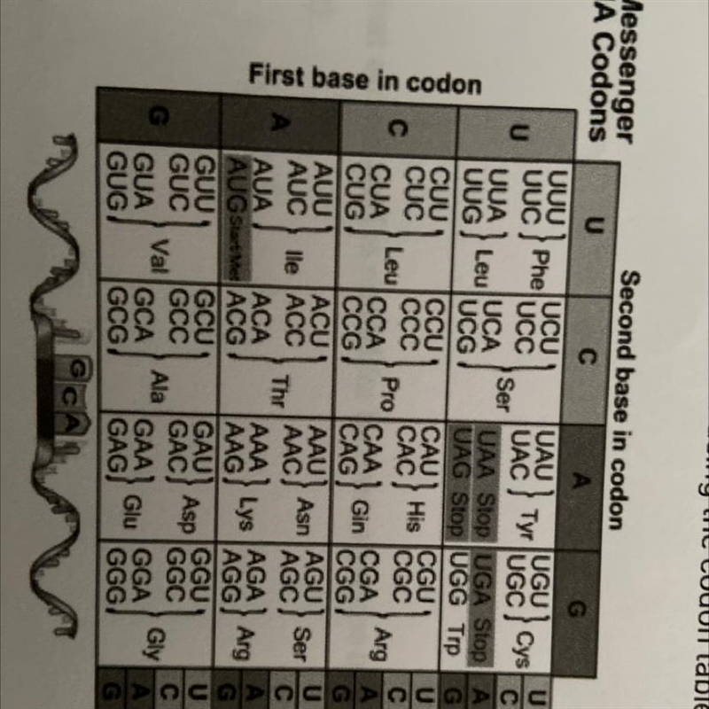 ILL GIVE BRAILEIST d.) what is the new RNA sequence? e.) what are the first three-example-1