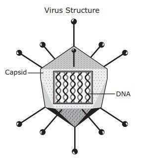 A student produces a labeled drawing of a virus for a presentation. The student states-example-1