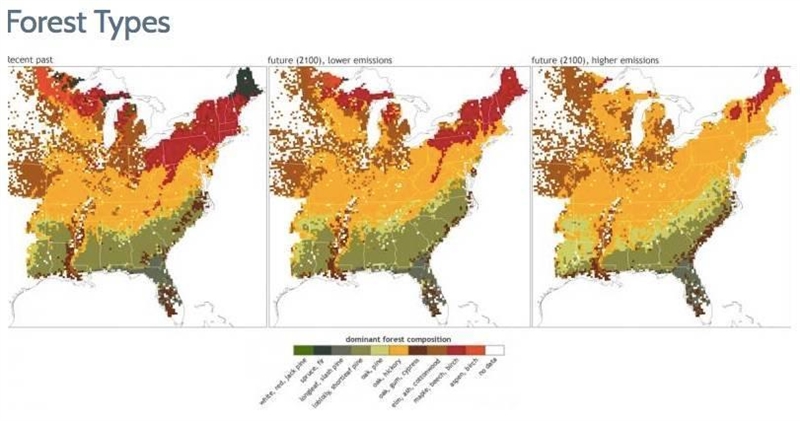 The combination of dominant tree species in Eastern forests will likely change in-example-1