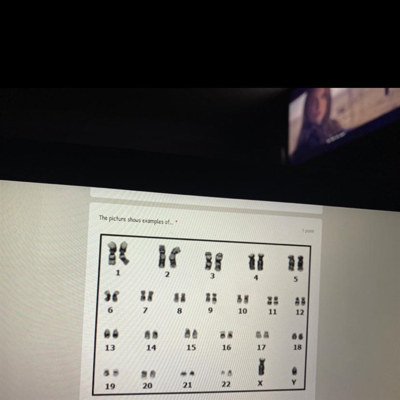 This picture shows examples of...... a) law of Mendelian genetics b) phenotypes c-example-1