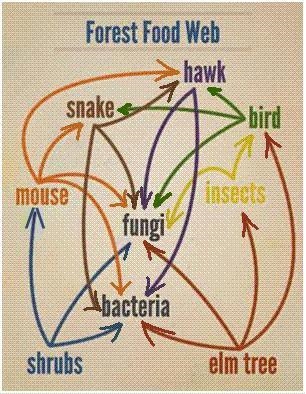 Which organism on this food web receives the least amount of energy from the Sun? Elm-example-1