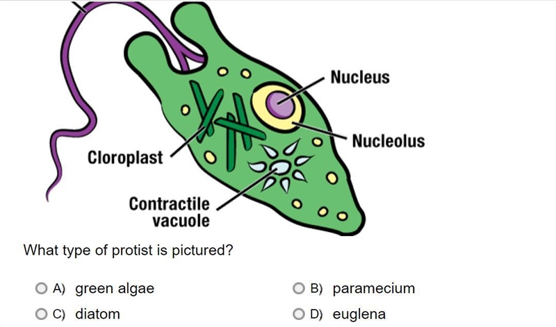 What type of protist is pictured?-example-1