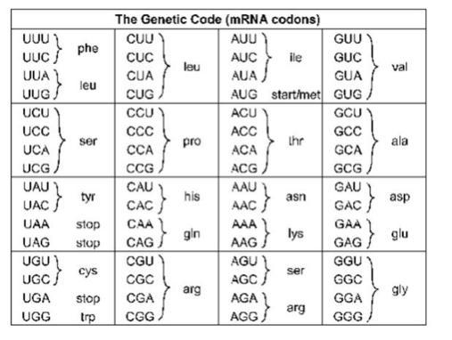 11. look at problem 11. what if the mRNA has a frameshift mutation and lost the 3rd-example-1