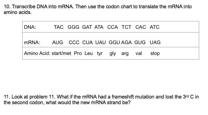 11. look at problem 11. what if the mRNA has a frameshift mutation and lost the 3rd-example-2