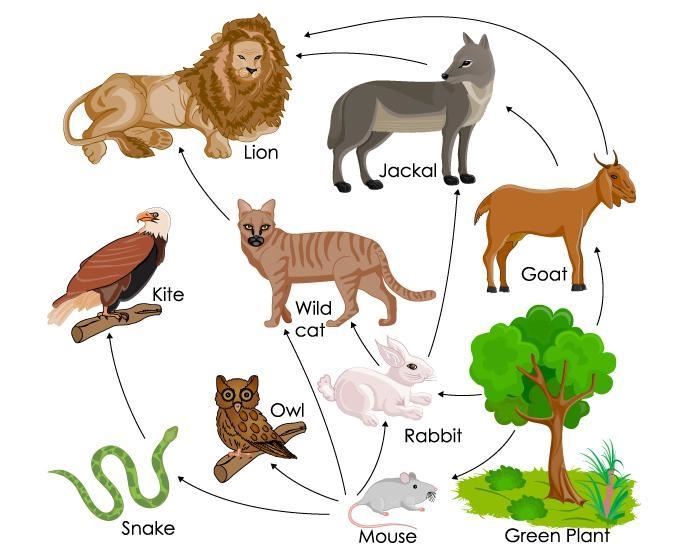 5 PLZ HELP 12points+ Select the correct answer. If the population of rabbits in this-example-1