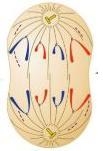 Which phase of Mitosis is pictured?-example-1