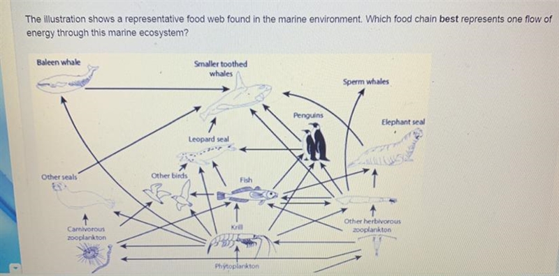 Pls help!! A. birds—>leopard seals—> carnivorous zooplankton—>herbivorous-example-1