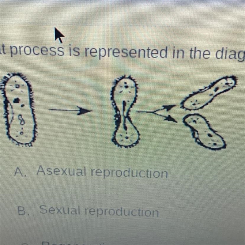 What process is represented in the diagram below? A. Asexual reproduction B. Sexual-example-1