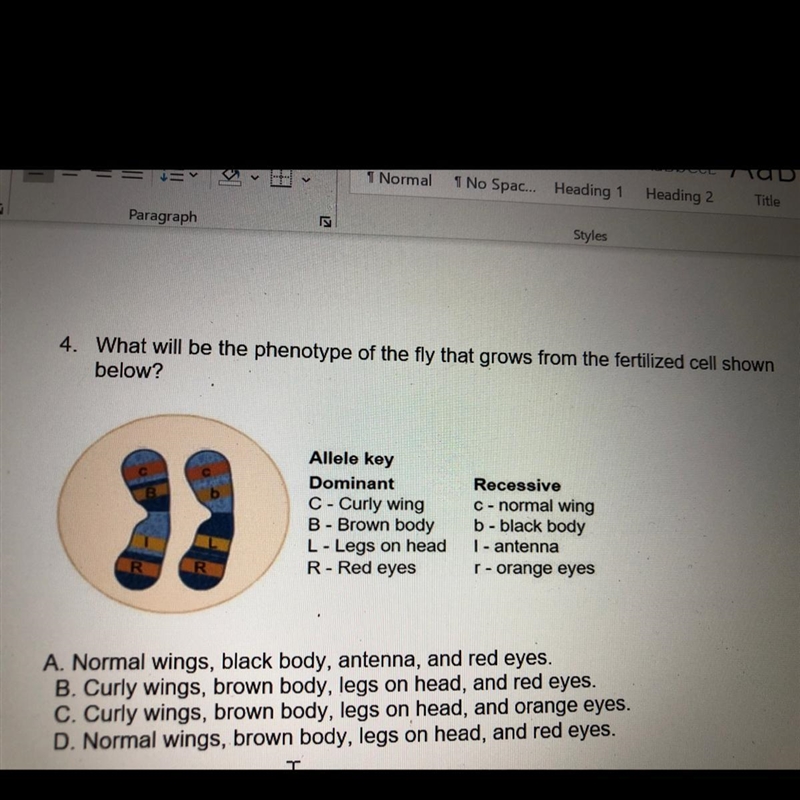 4. What will be the phenotype of the fly that grows from the fertilized cell shown-example-1