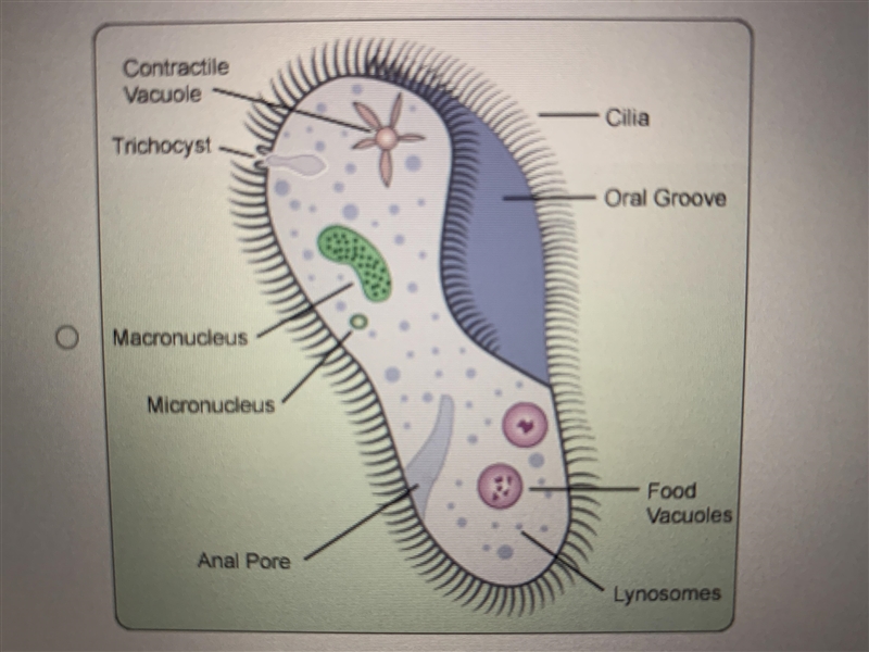 Which Image is correctly labeled prokaryotic cell? A: Image 1. B: Image 2. C: Image-example-1