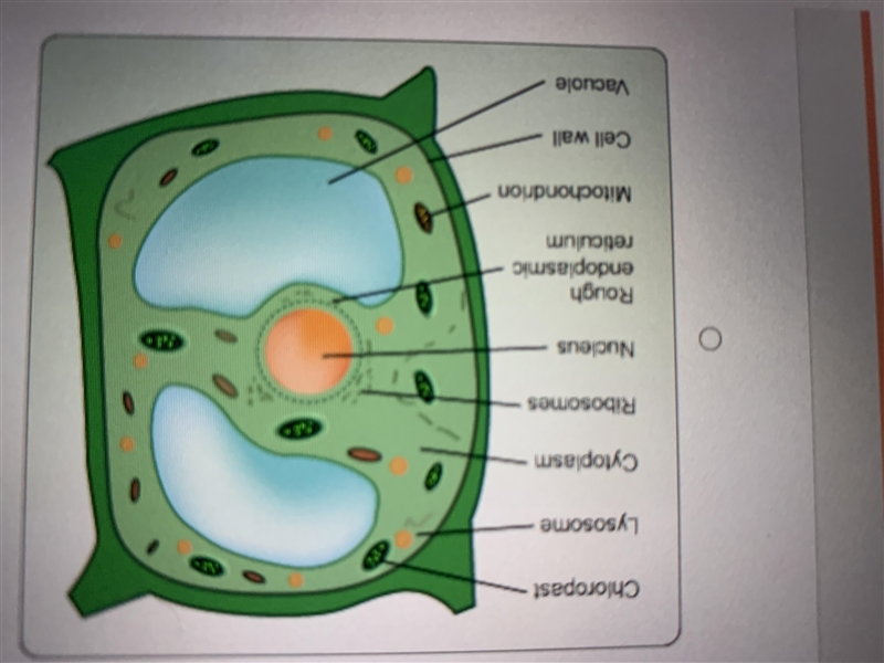 Which Image is correctly labeled prokaryotic cell? A: Image 1. B: Image 2. C: Image-example-2