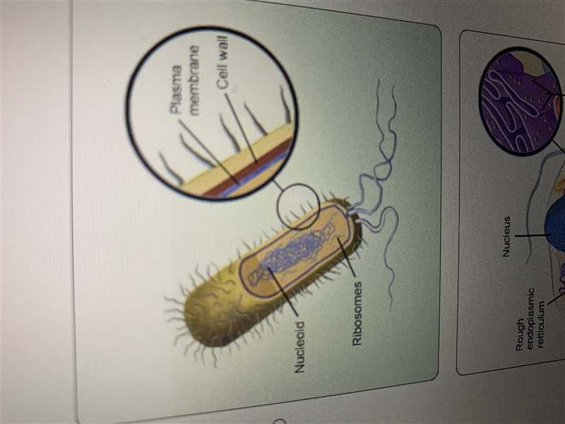 Which Image is correctly labeled prokaryotic cell? A: Image 1. B: Image 2. C: Image-example-3