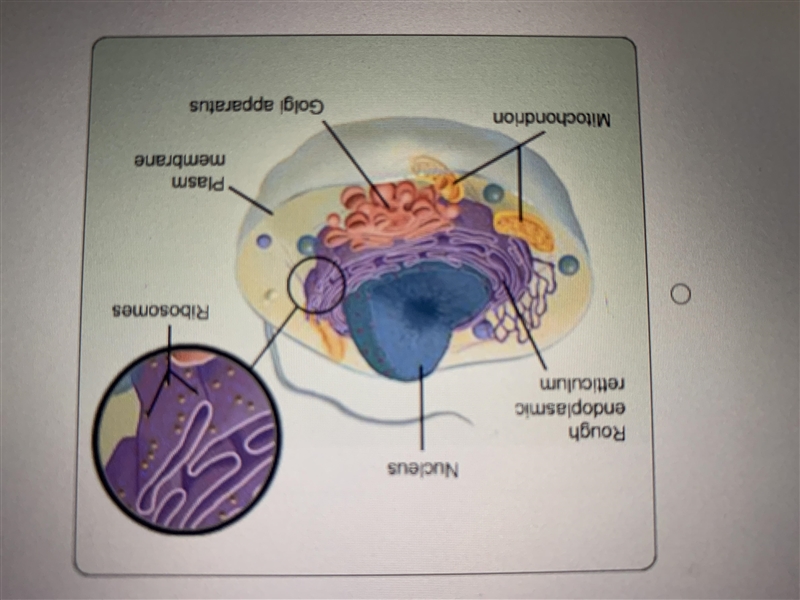 Which Image is correctly labeled prokaryotic cell? A: Image 1. B: Image 2. C: Image-example-4