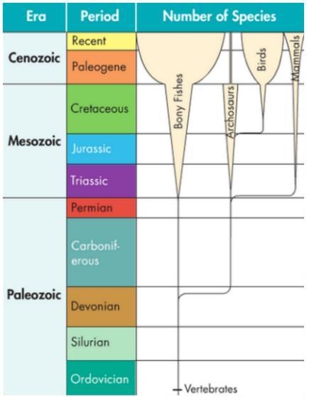 Carefully analyze the diagram below. It shows the relative number of species in four-example-1