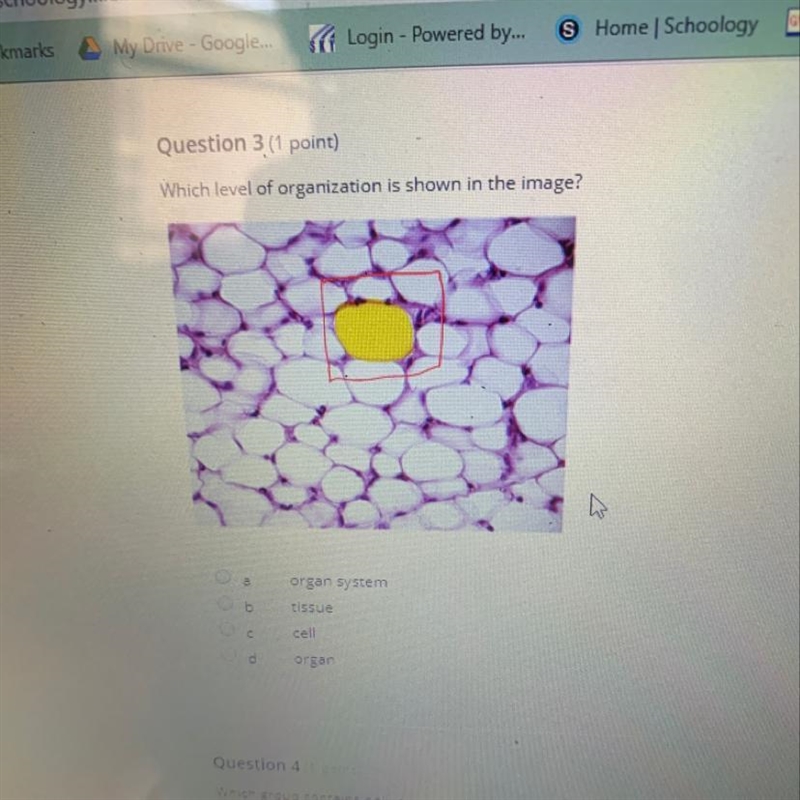 What level of organization is shown in the image? A. organ system B. Tissue C. cell-example-1