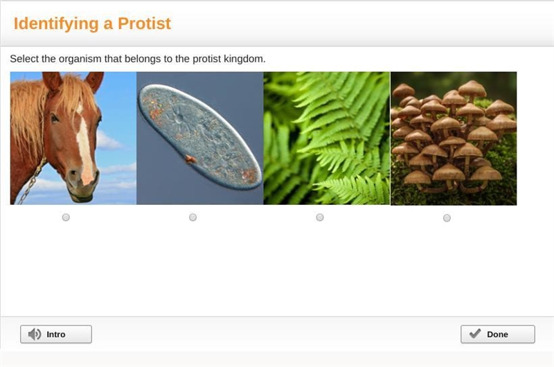 Select the organism that belongs to the protist kingdom.-example-1