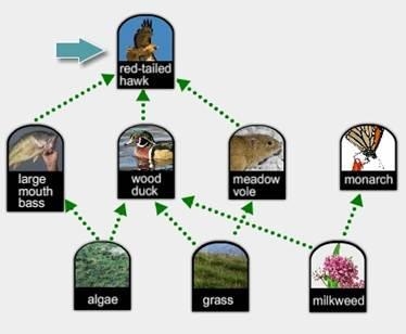 Which statement describes the role of the organism indicated by the blue arrow in-example-1