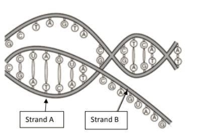 !! HELP, 35 POINTS !! The diagram is a model of transcription What is the purpose-example-1