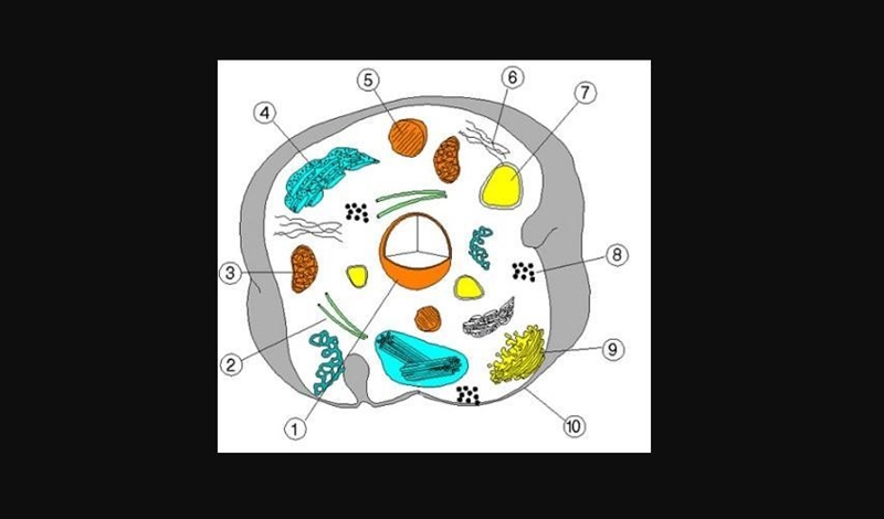 A student is shown an unlabeled, simplified model of a cell and its subcellular structures-example-1