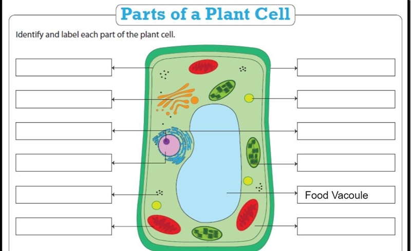 Hi! I am having trouble labelling this Plant cell, so could you please help me label-example-1