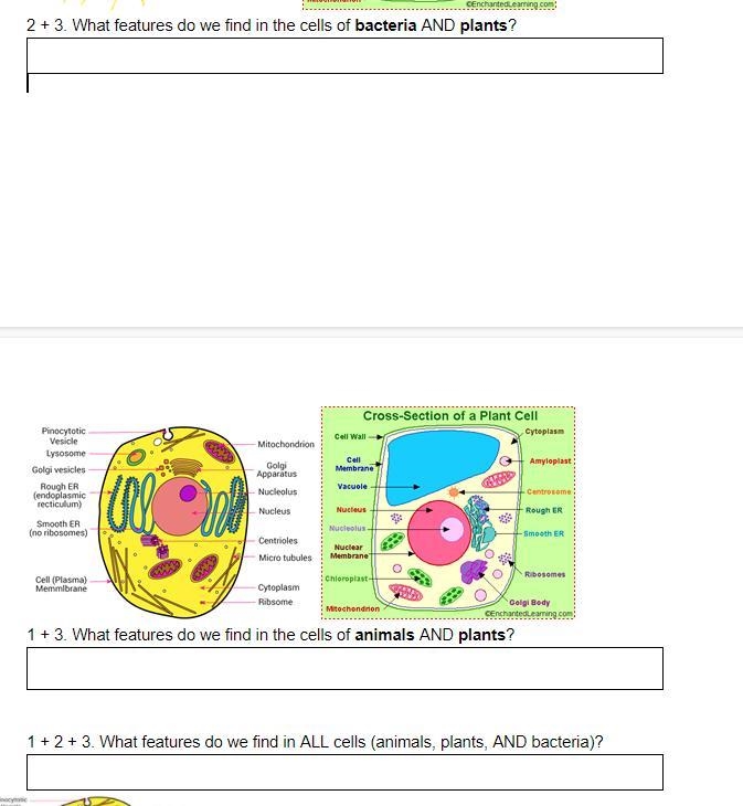 What features do we find in the cells of bacteria AND plants? What features do we-example-1